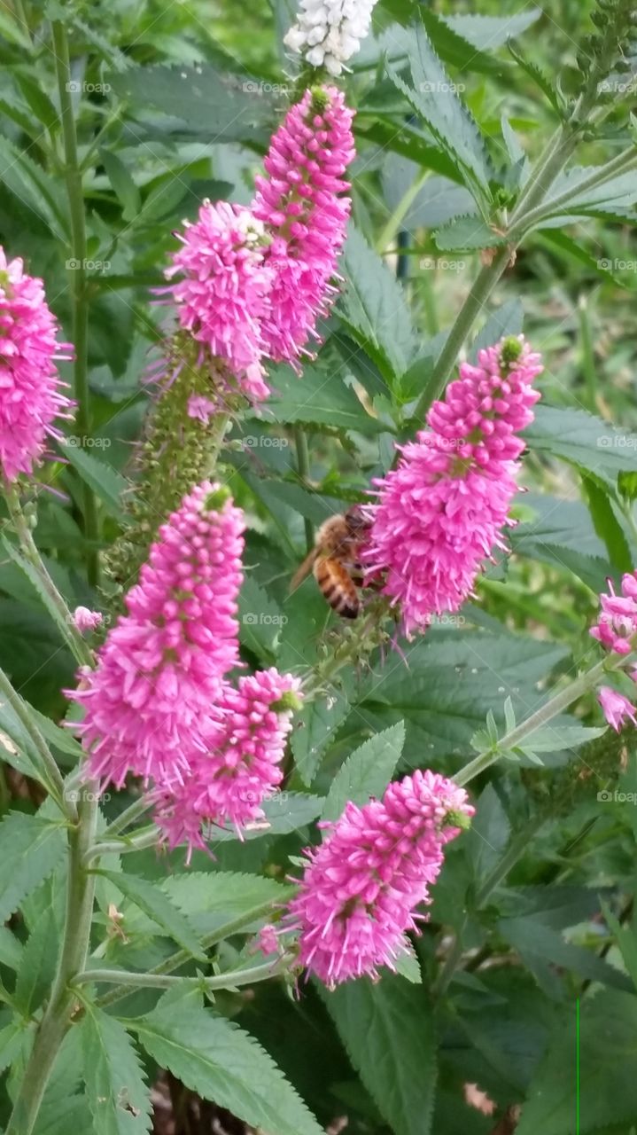 Honeybee on Pink Flower