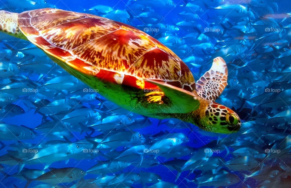 Sea Turtle