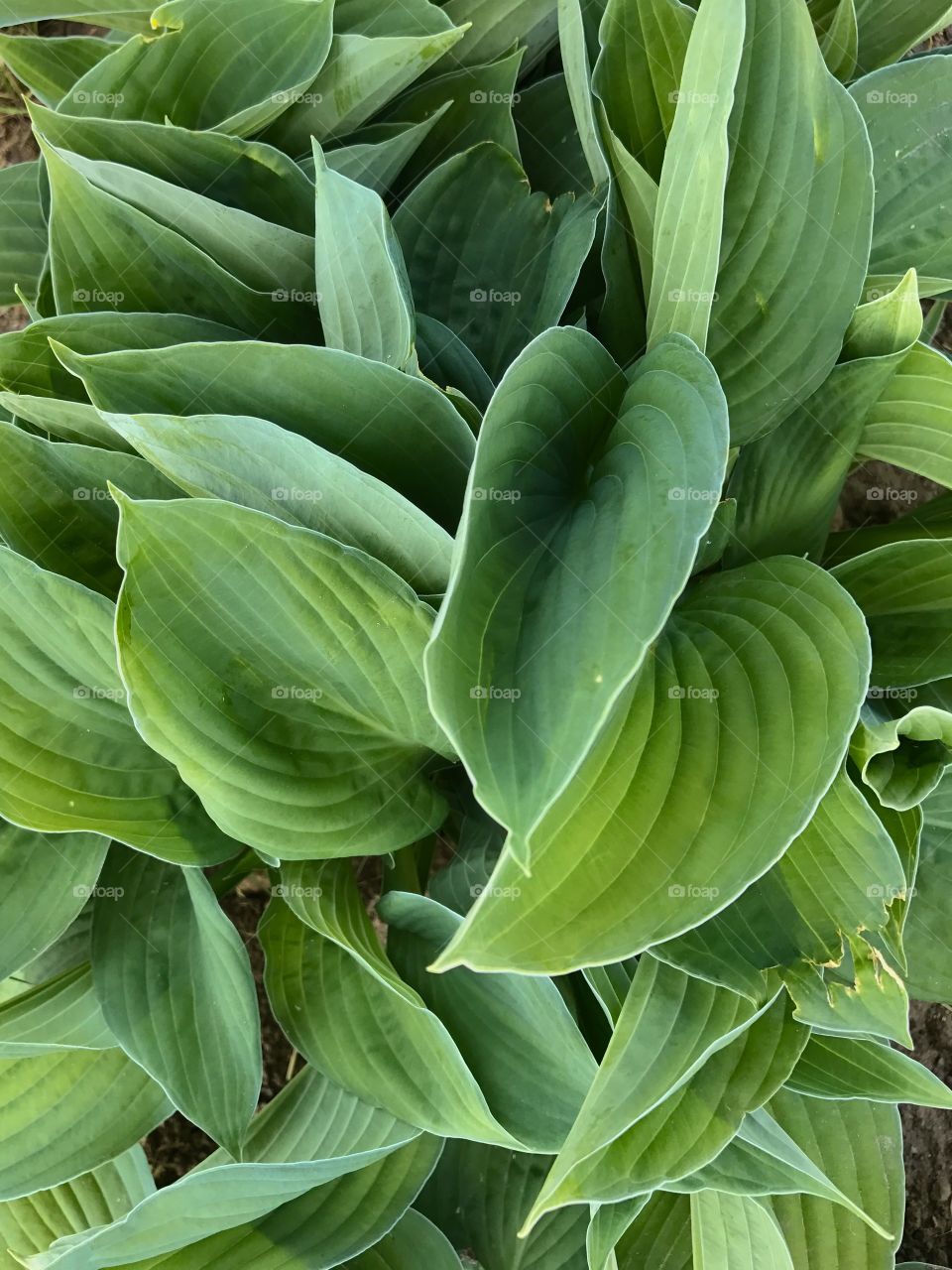 green leaves pattern 