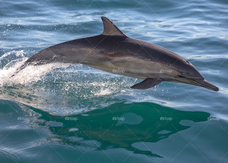 Bow Riding Bottle Nose Dolphin