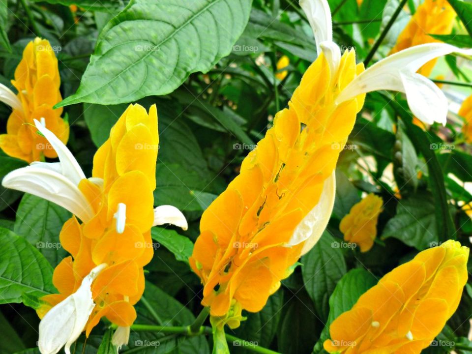 Unique orange flowers