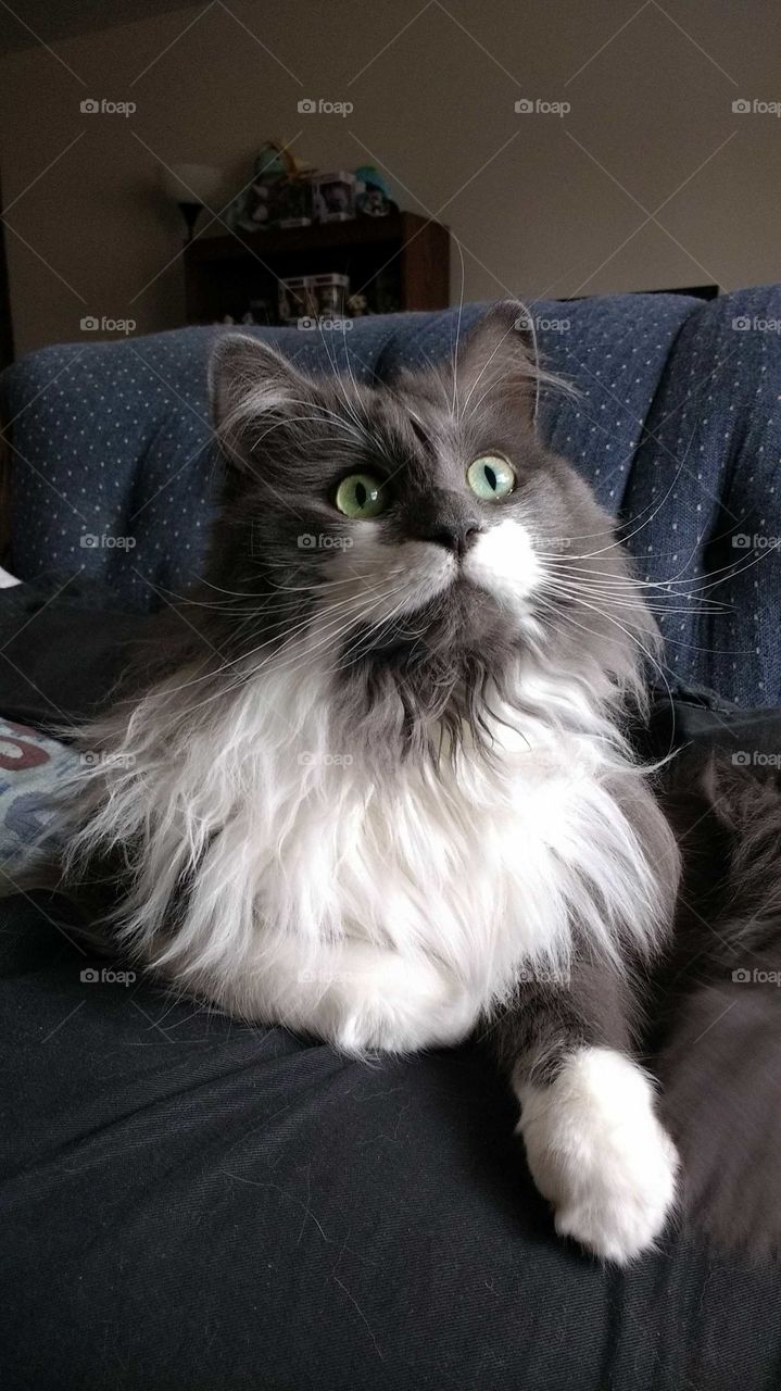 Grey and white domestic long-haired cat