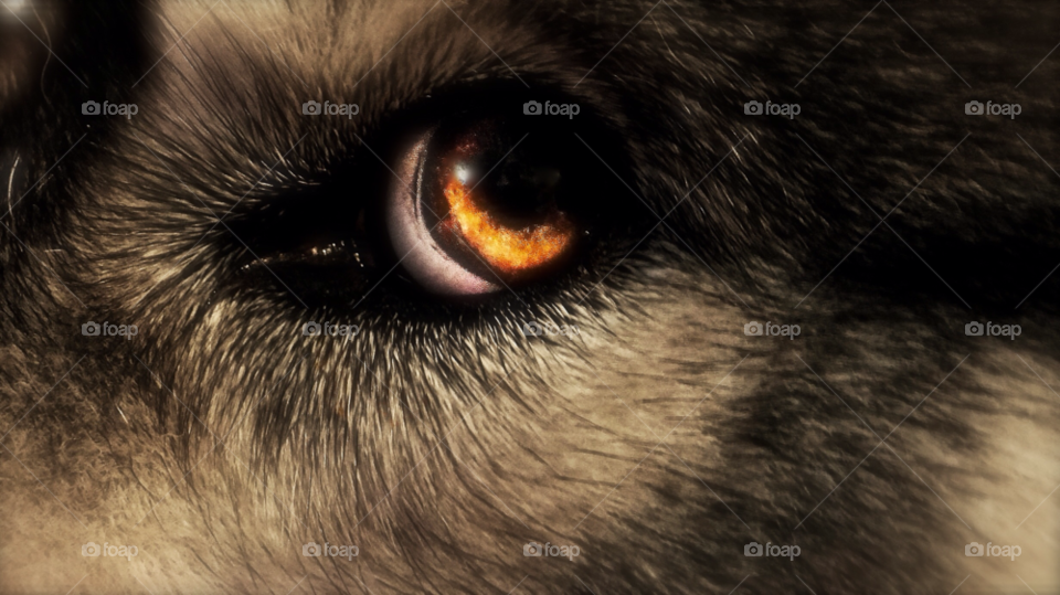 husky syberian color dog by trist9