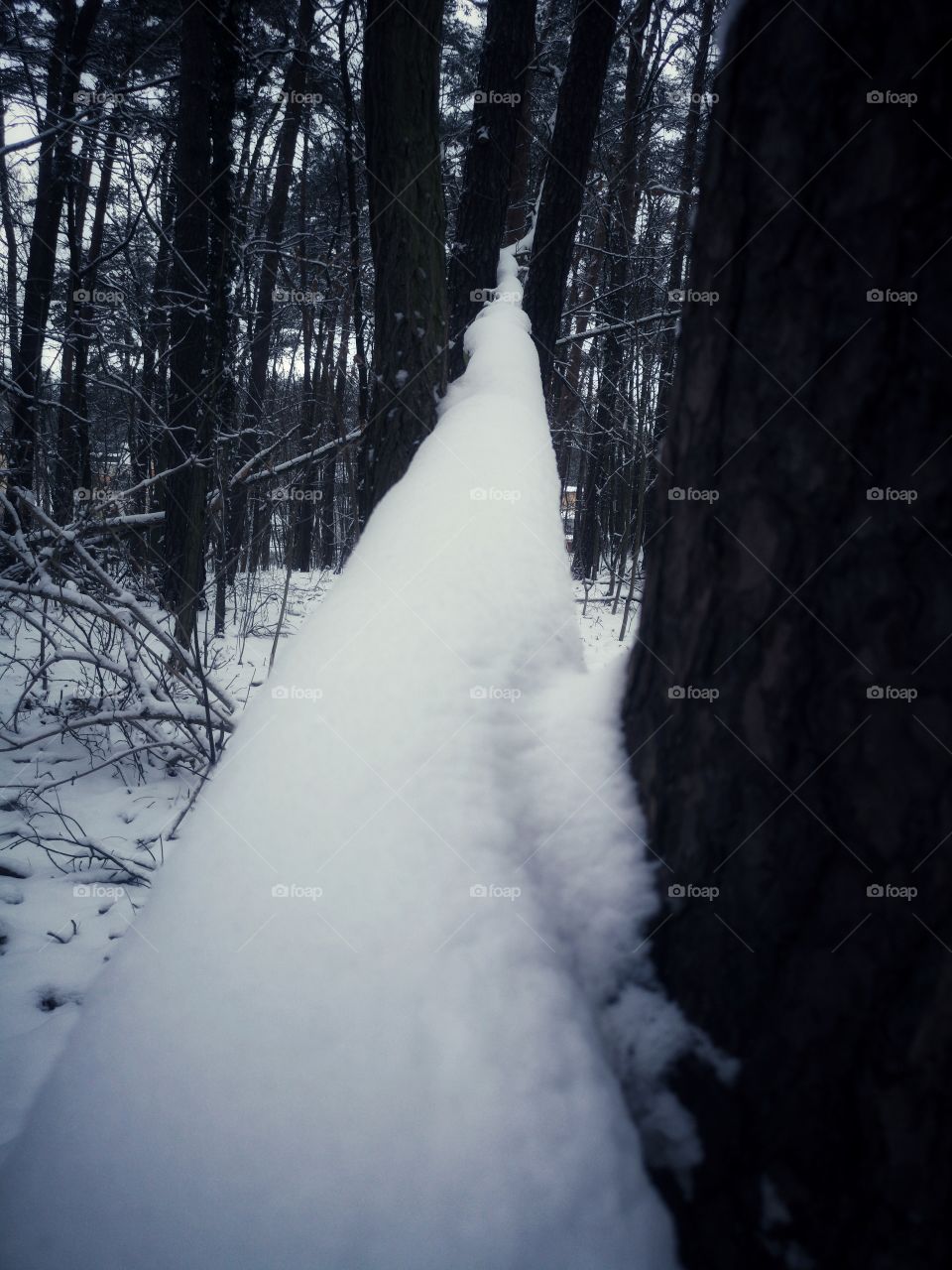 Fallen tree in winter forest