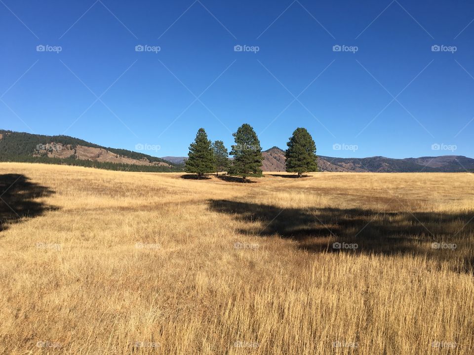 Squak Prairie - Eastern Washington State