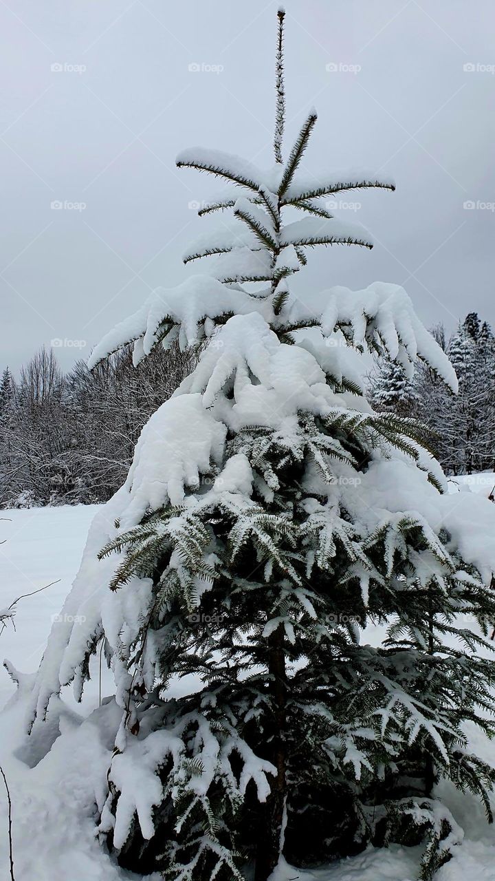 Snowy tree
