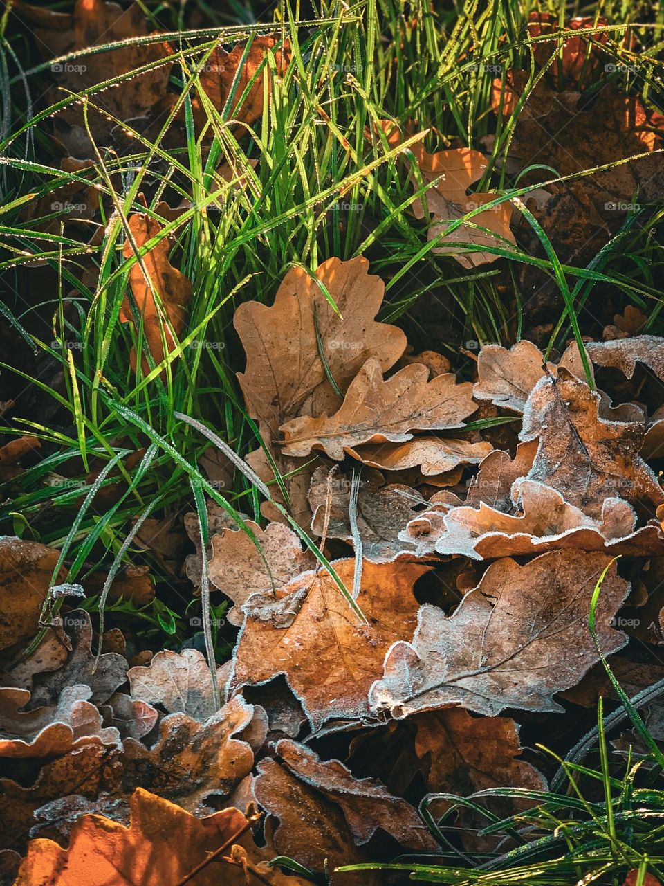 Brown fallen oak leaves covered with frost, lying in the grass in the morning rays of light. The grass is also covered with frost. Autumn, November 