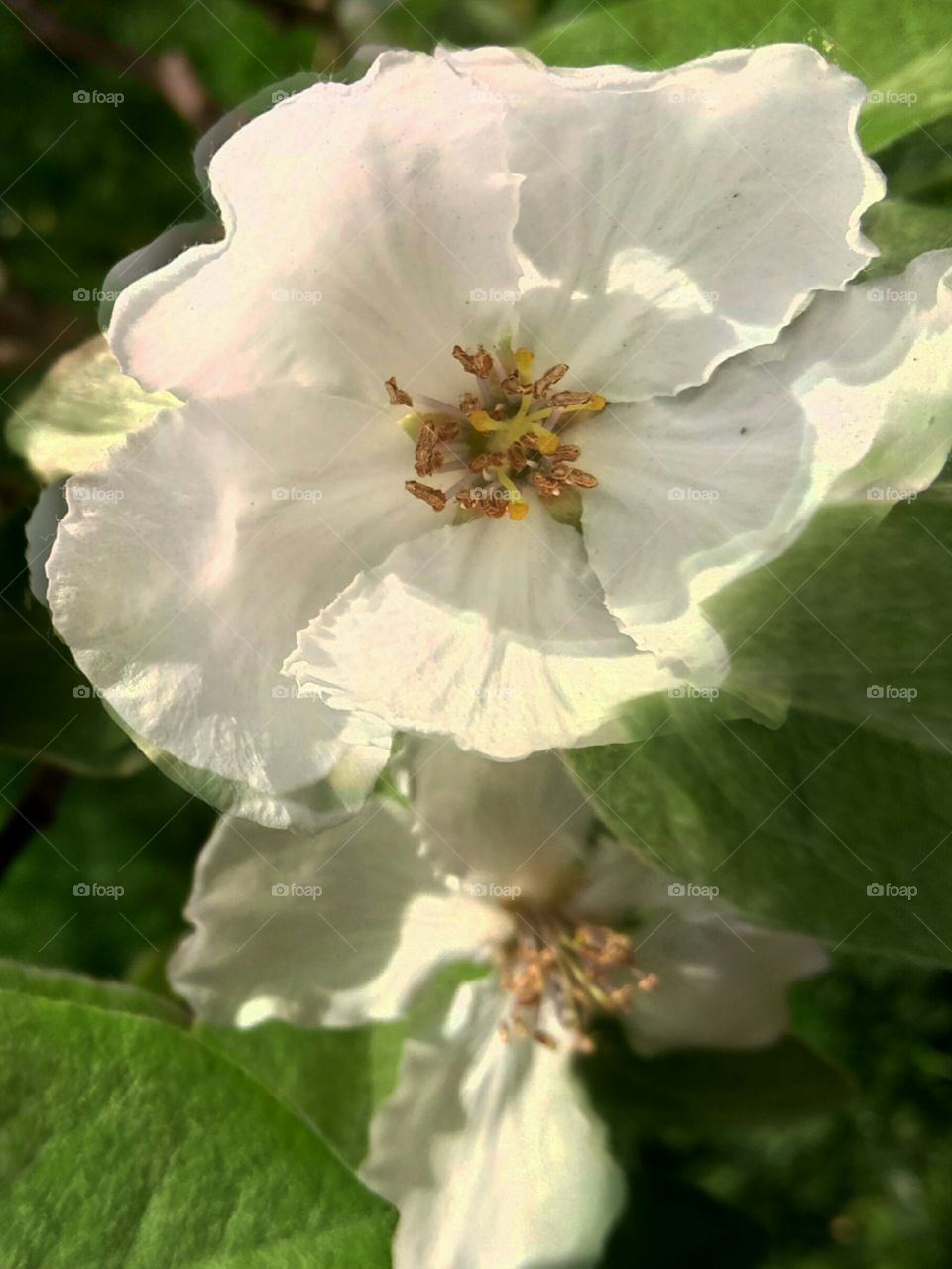 Яблоня в цвету