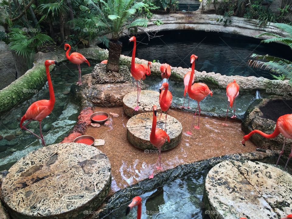 Flamingos 