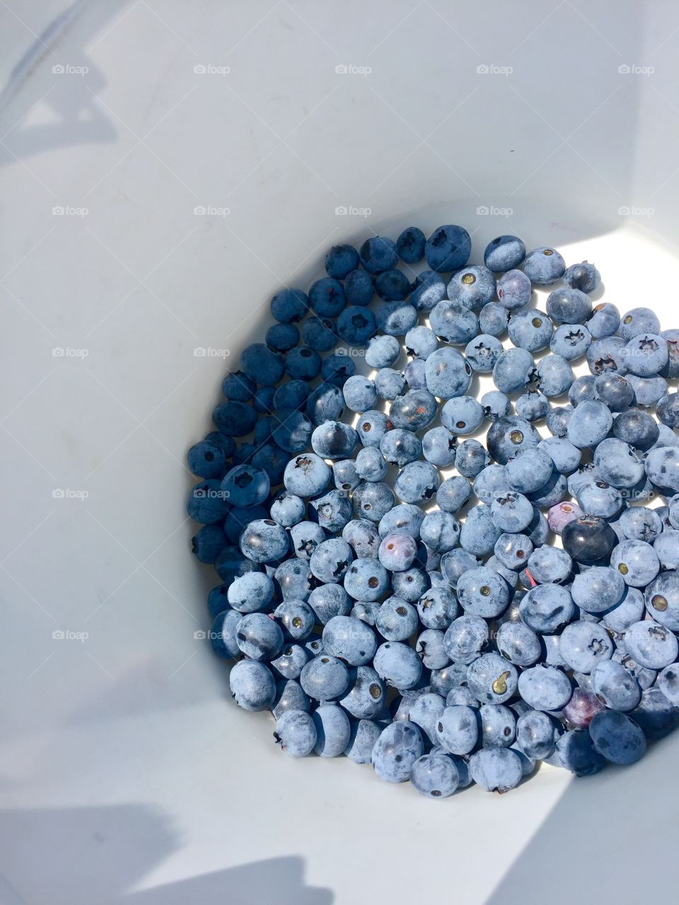 Harvesting blueberries 