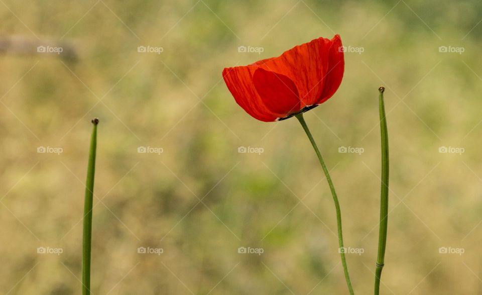 Wild Poppies