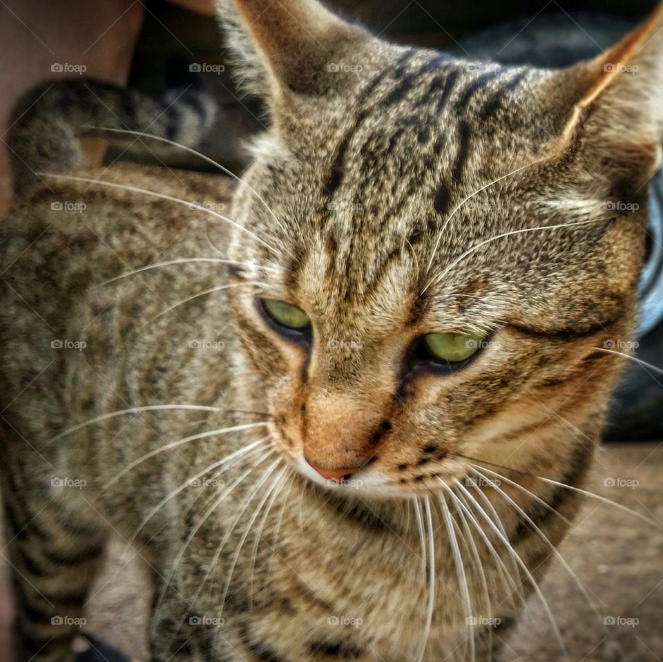 Tabby Cat Closeup