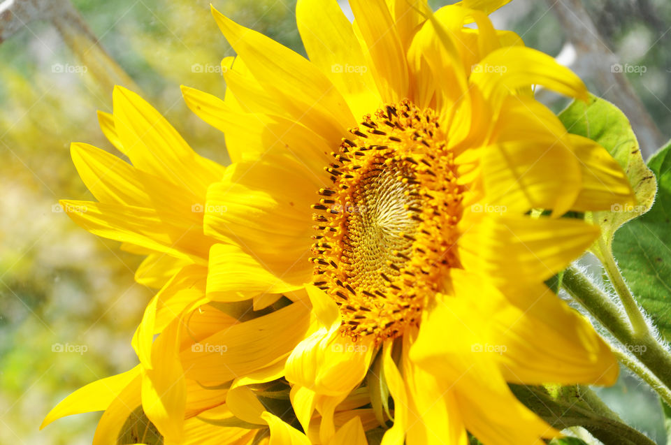 yellow sunflowers