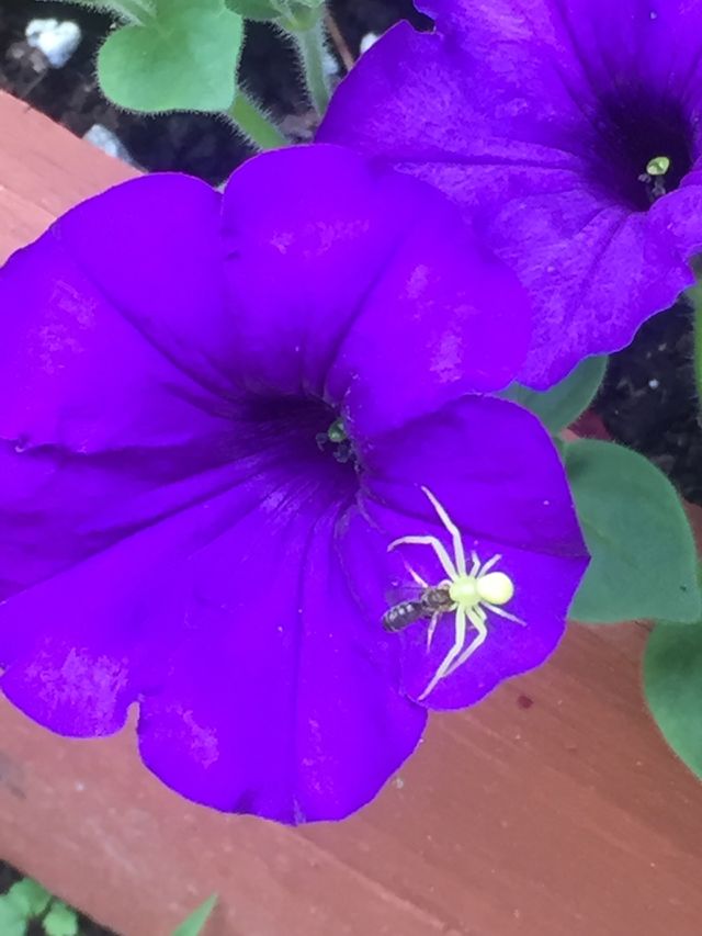 Green spider getting its prey