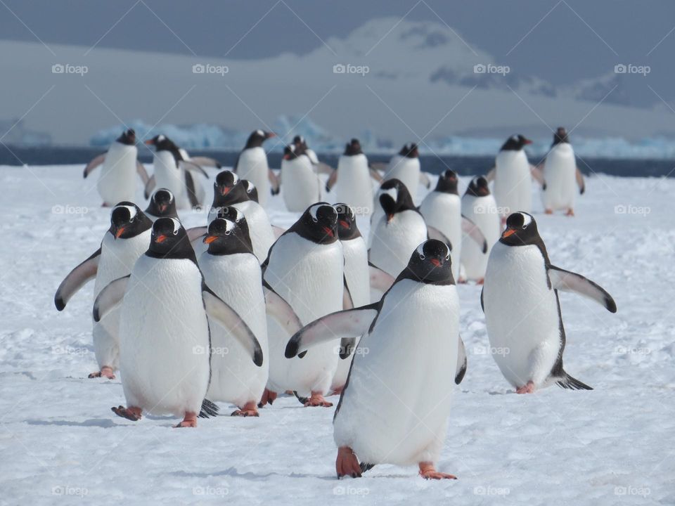 Group of penguins walking on the ice coming back from fishing on Antarctica.