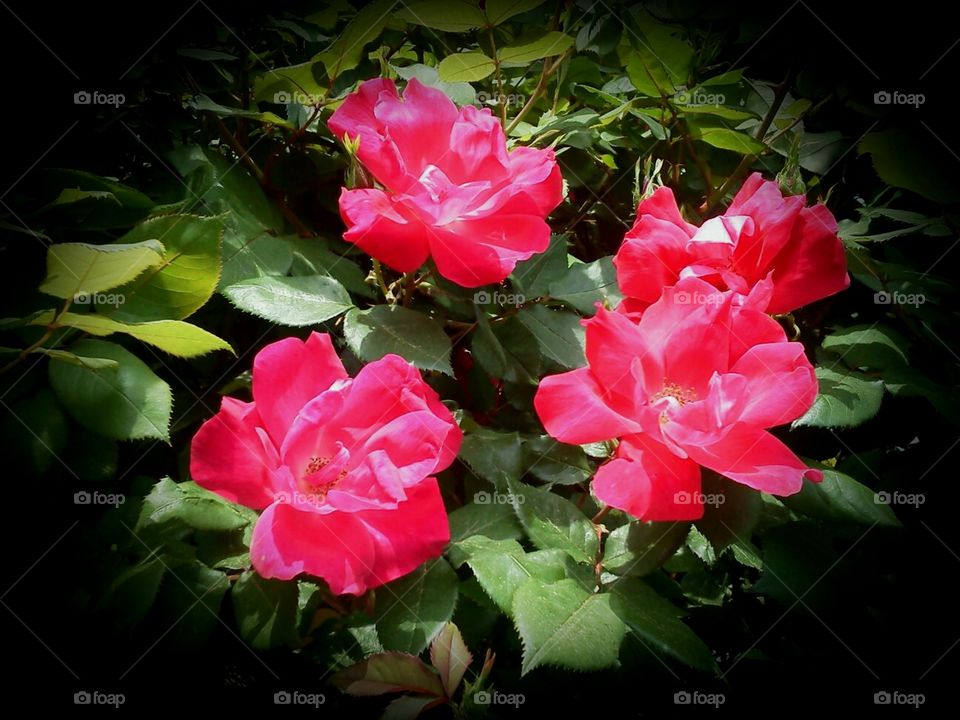 Bright red roses on a rose bush