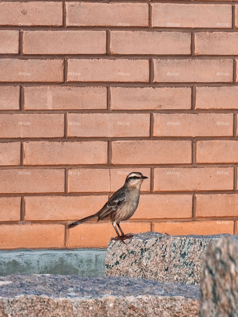 passarinho sobre a pedra