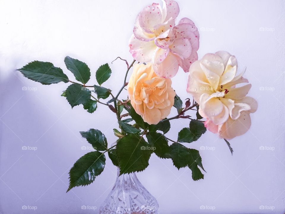 Pretty roses