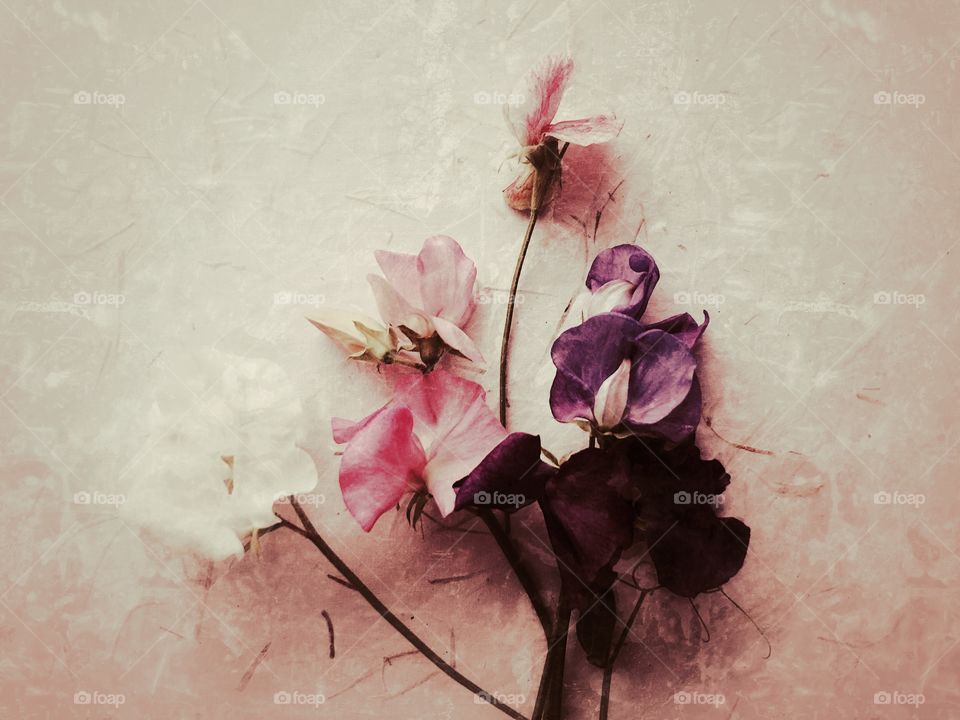 Sweet peas on textured background
