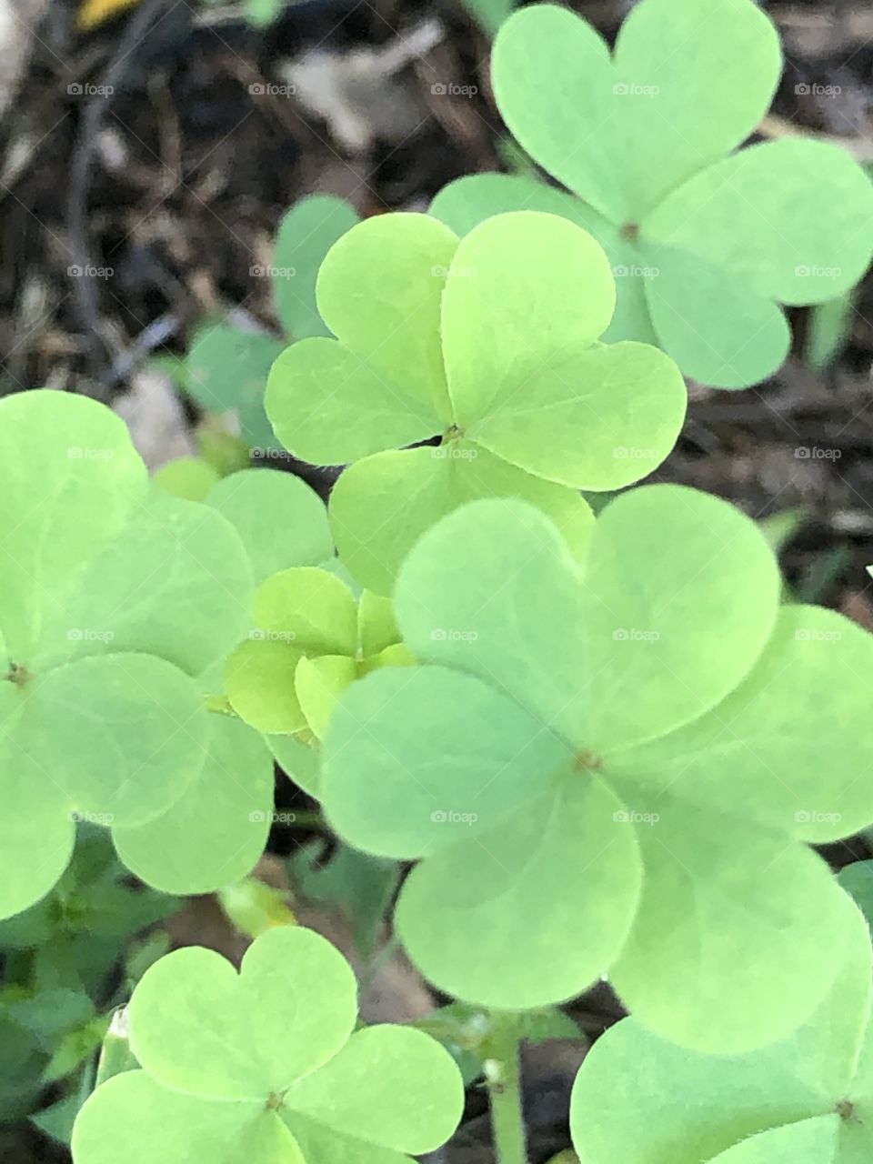 Wood sorrel leaves