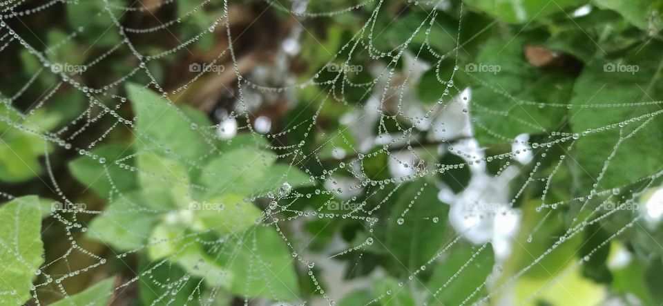 Dew drops of n spider net