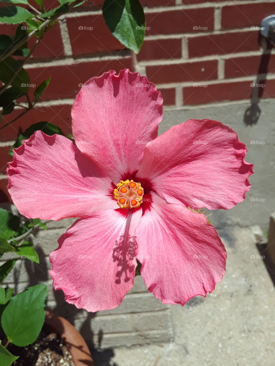 pink hibiscus with a red brick wall