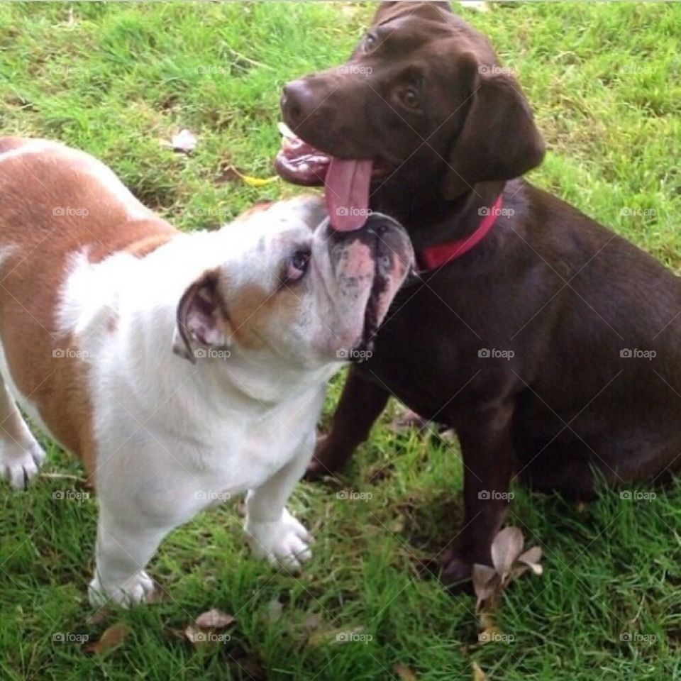 english bulldog best friends labrador retriever by bulldoginspiration