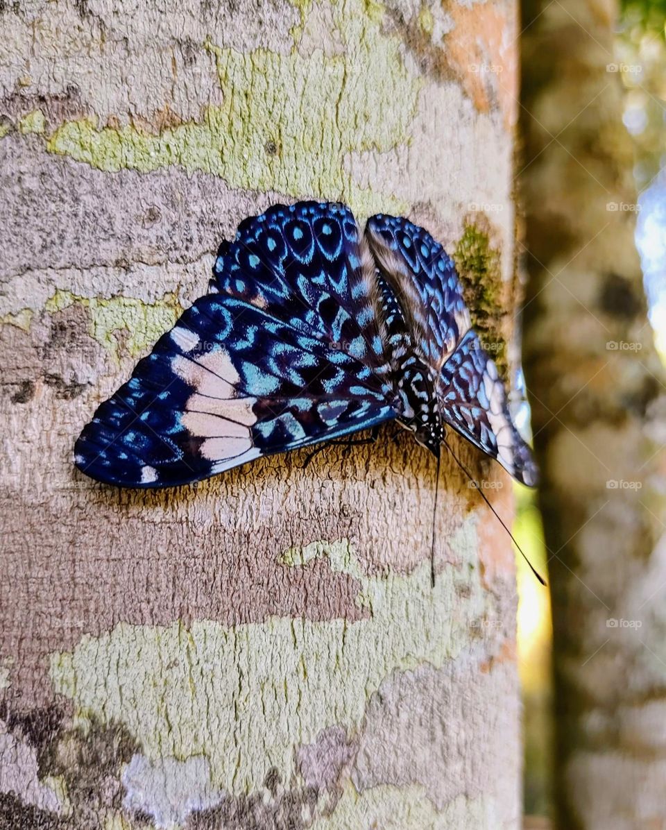 Beleza da Natureza