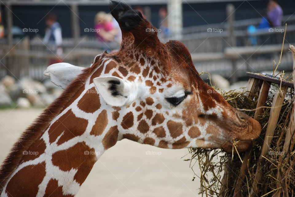 Giraffe eating
