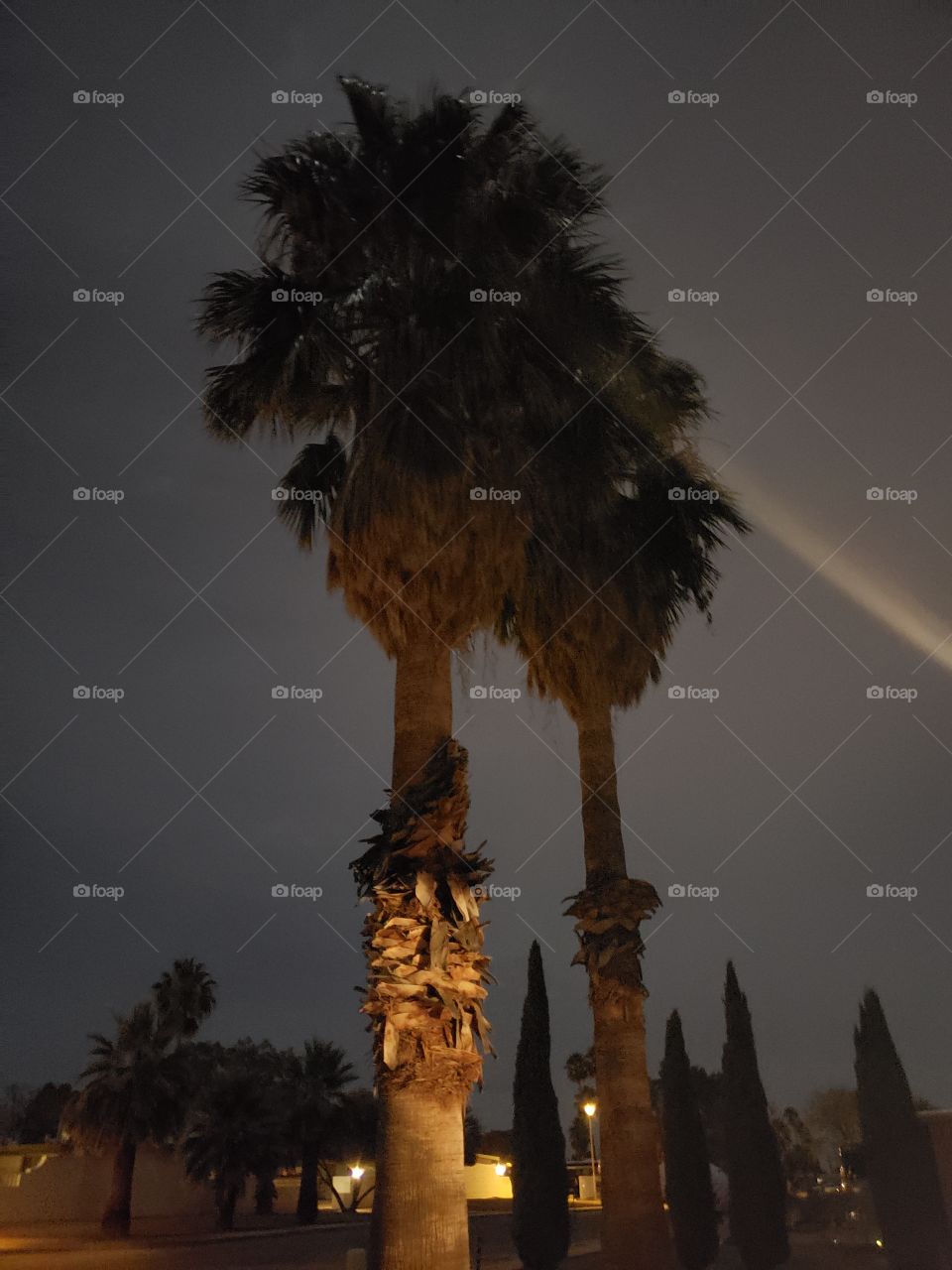 palm trees lit up with the moon light