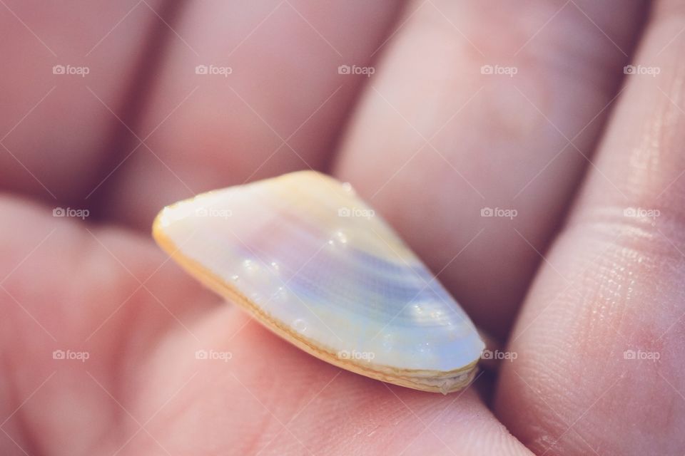 Pearly shell on hands