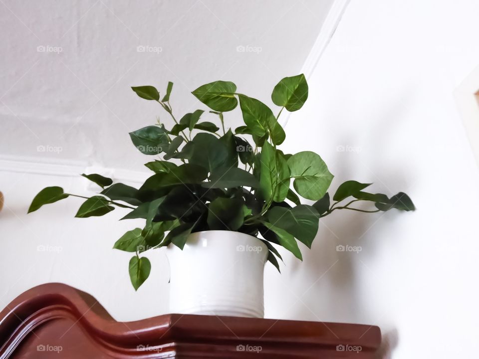 houseplant