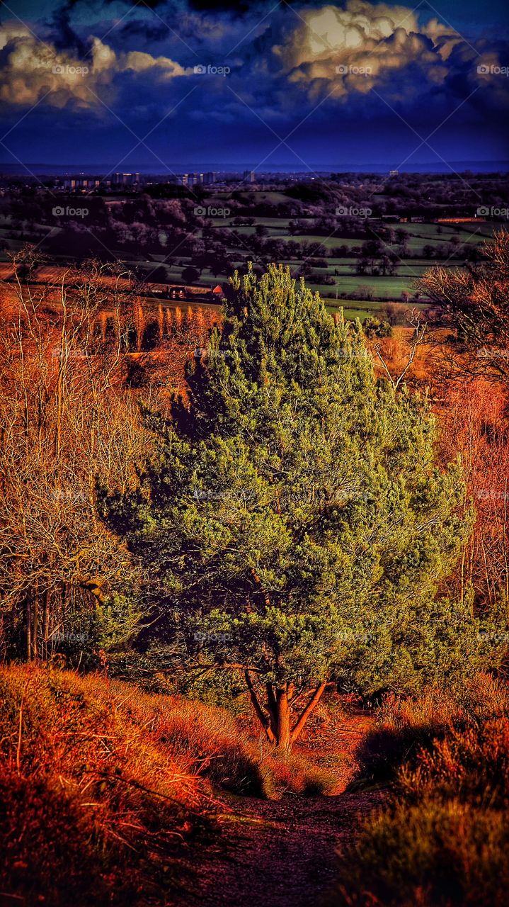 Trees in forest with conifer evergreen trees in late Autumn / early winter. View over moorland and heathland. 