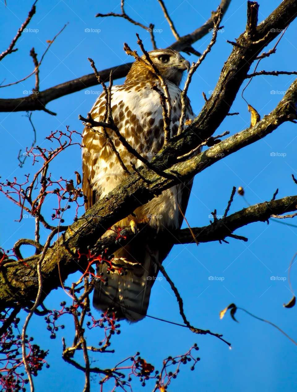 hunting animal eye bird by landon