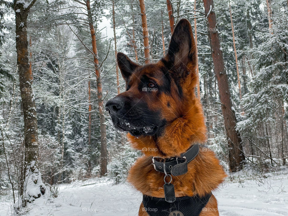 German shepherd dog in winter forest 