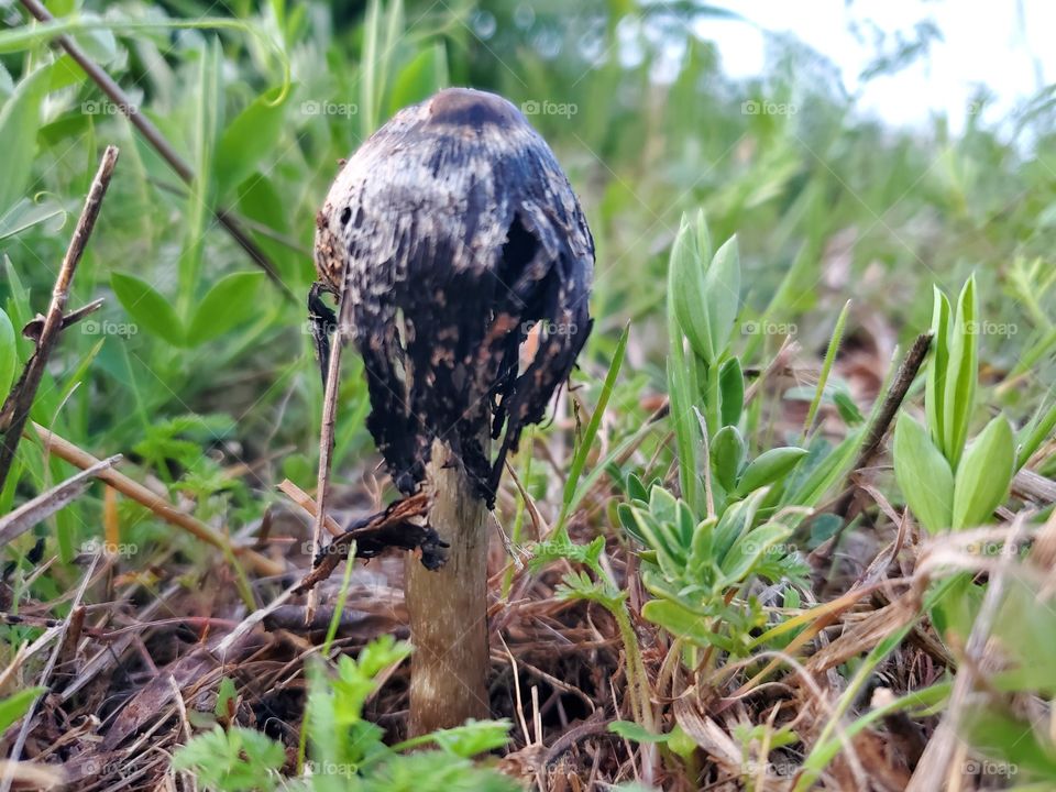 mushroom in the yard