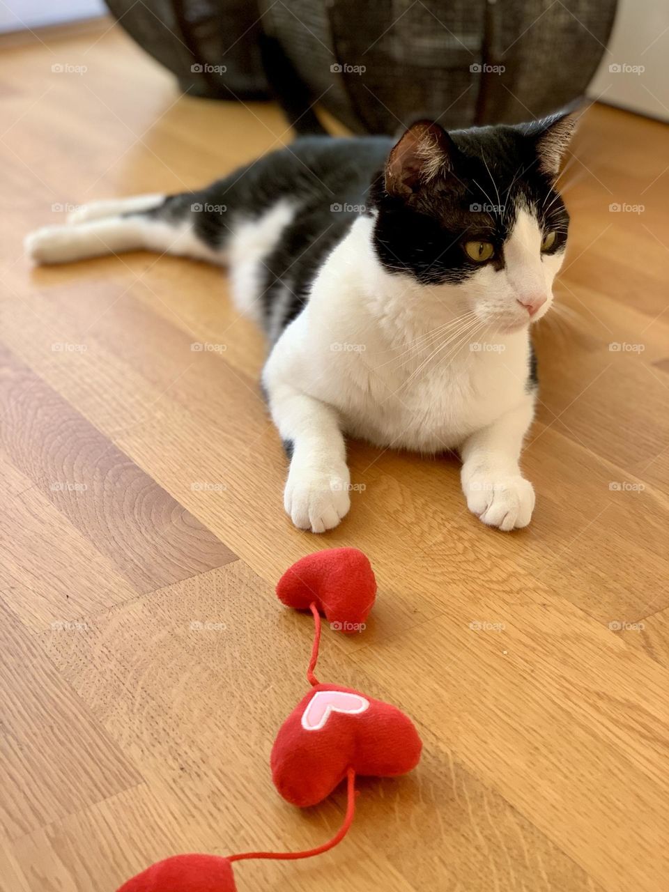 Black and white tuxedo European domestic cat playing with heart shaped toy over parquet flooring 