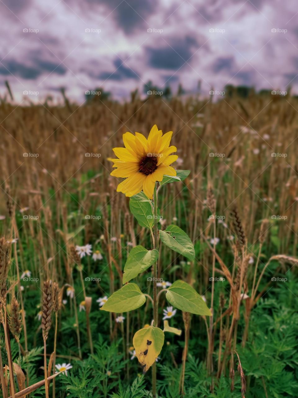 Sunflower among a large field of wheat.