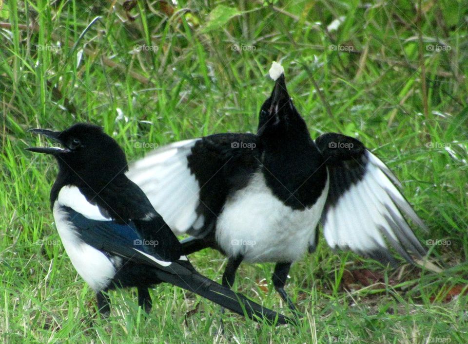 magpies and one balancing a piece of bread on his beak ready to eat