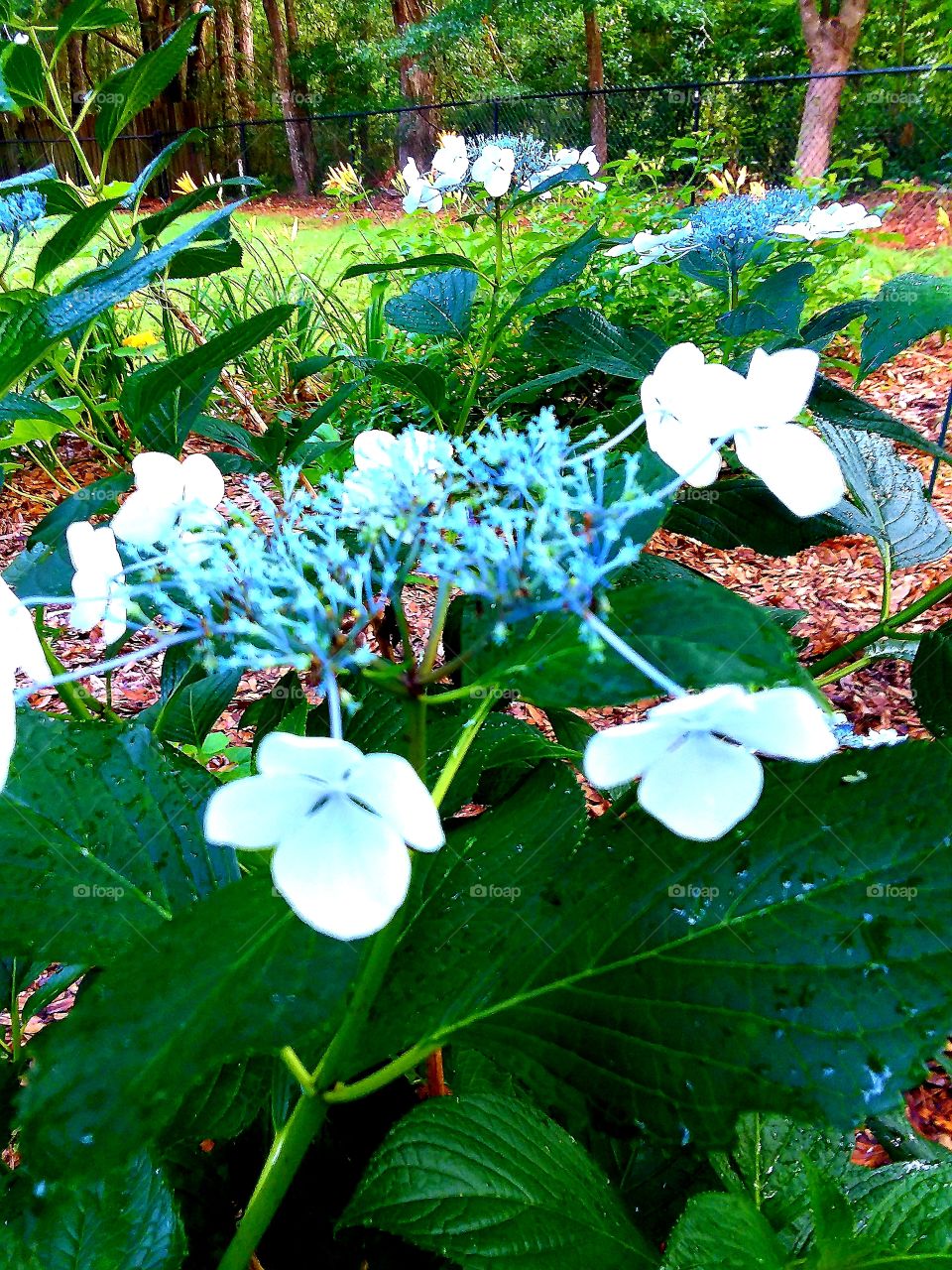 starlight Hydrangea