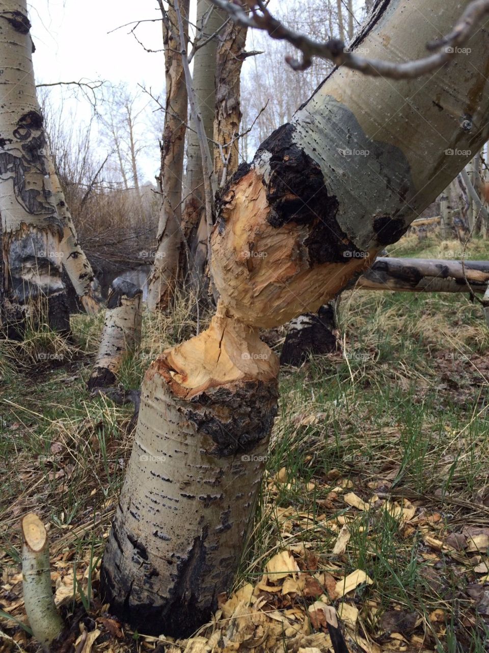 What an interesting find on today’s hiking trip in the mountains. The beavers chopped this tree nearly completely!
