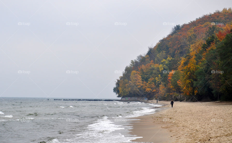 Forest on the cliff 