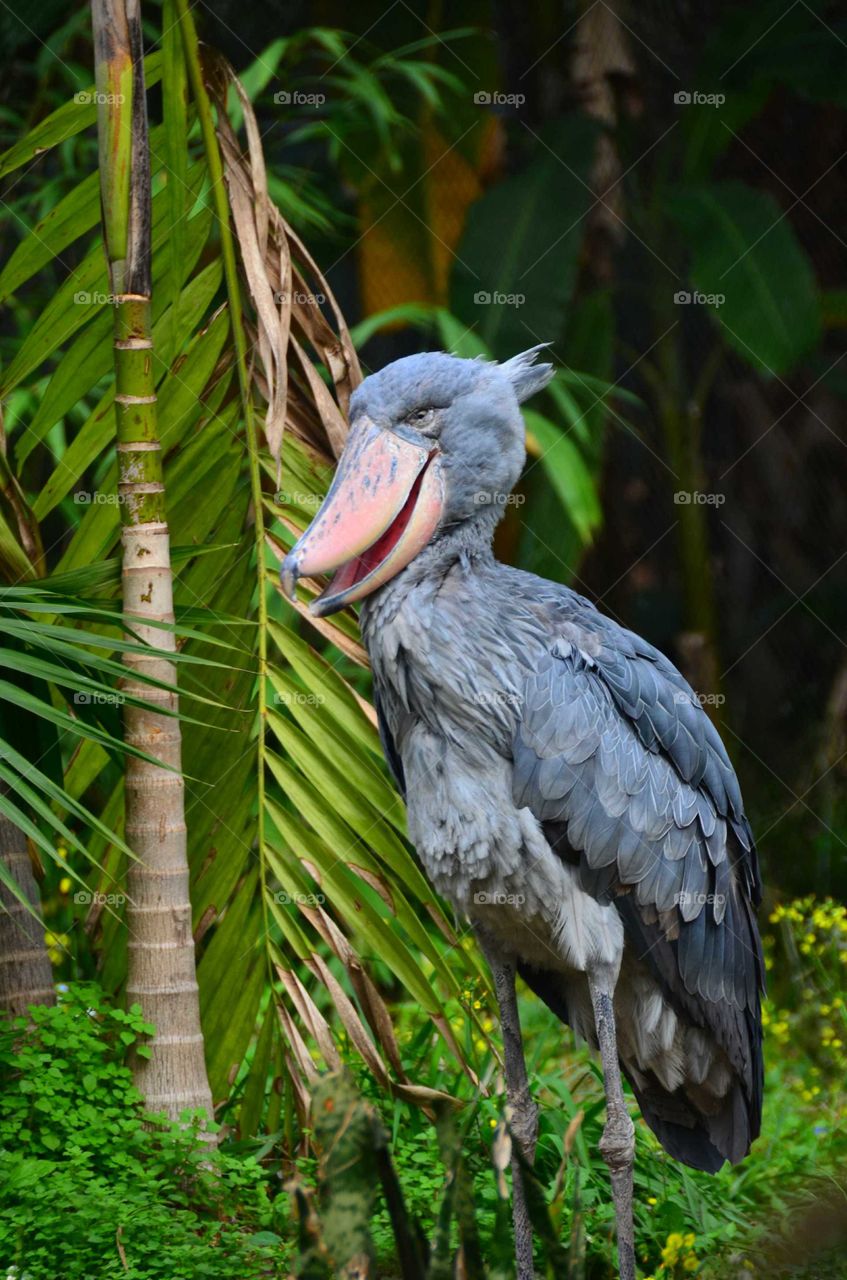 Shoebill Stork