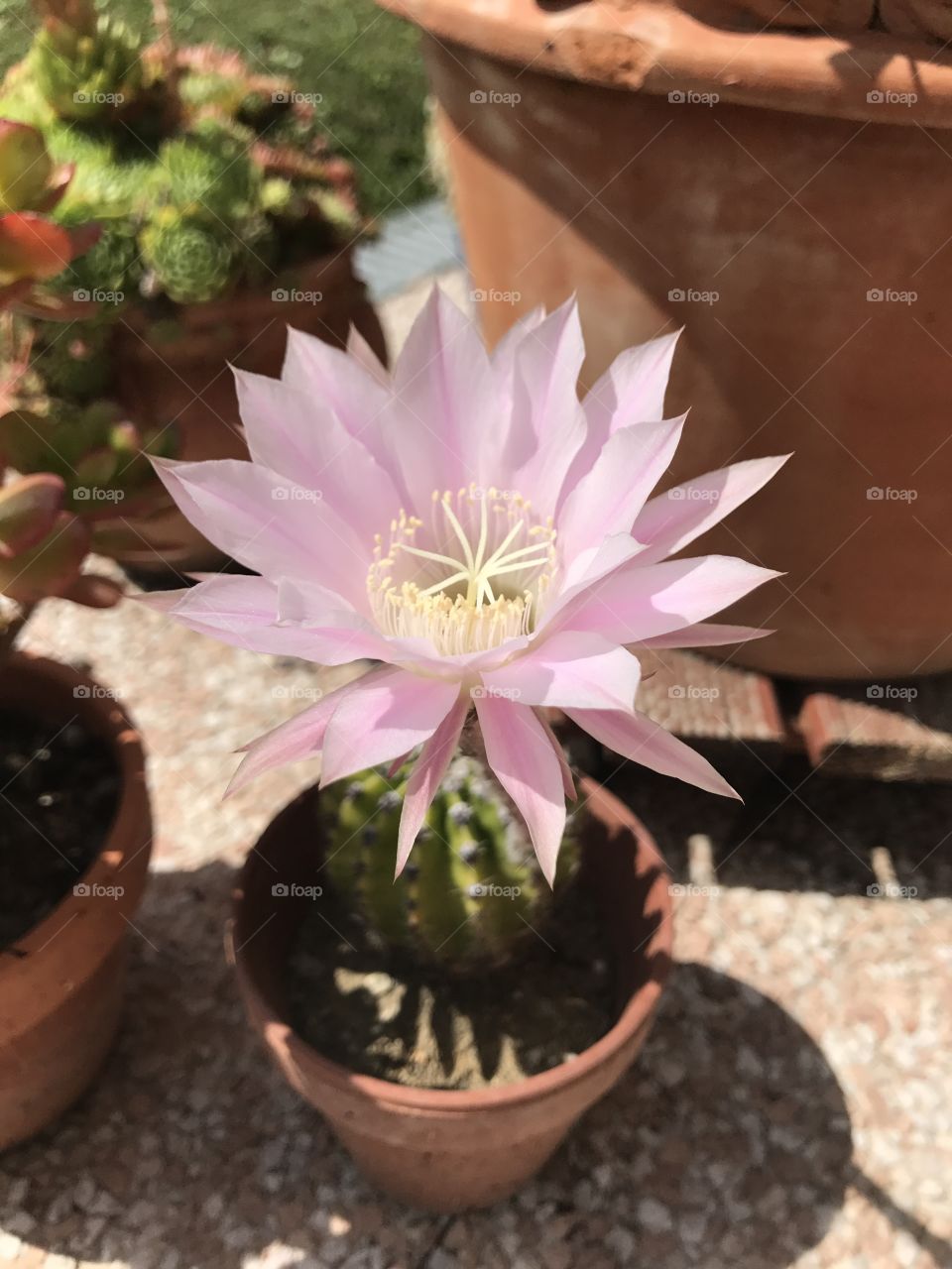 Beauté éphémère. Magnifique fleur de cactus 