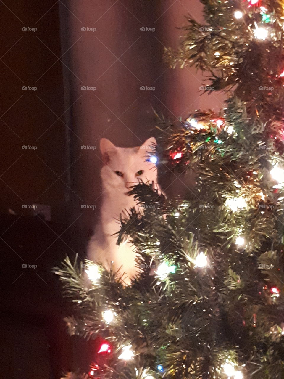 celebrating Christmas with pets