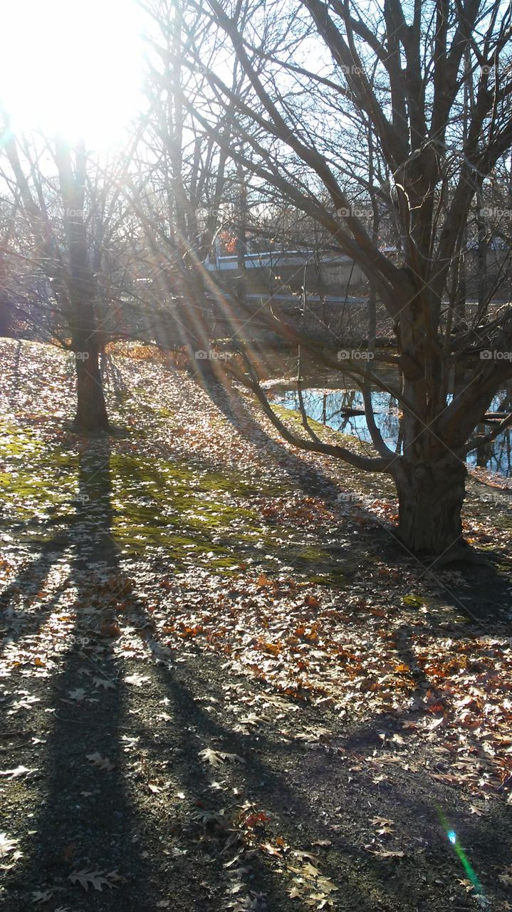 Tree, Wood, Landscape, Nature, Fall