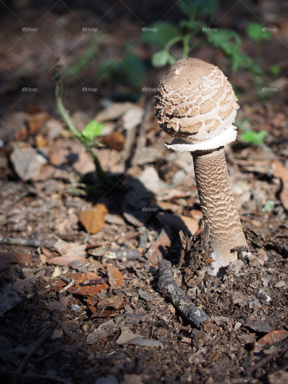 mushroom in the forest