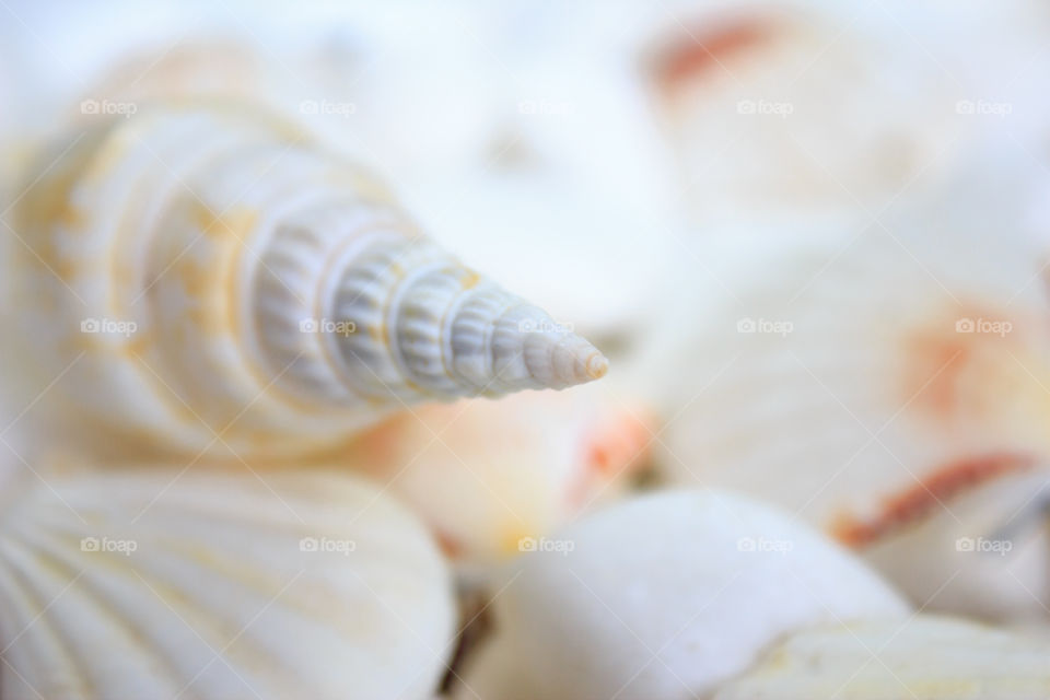 seashells