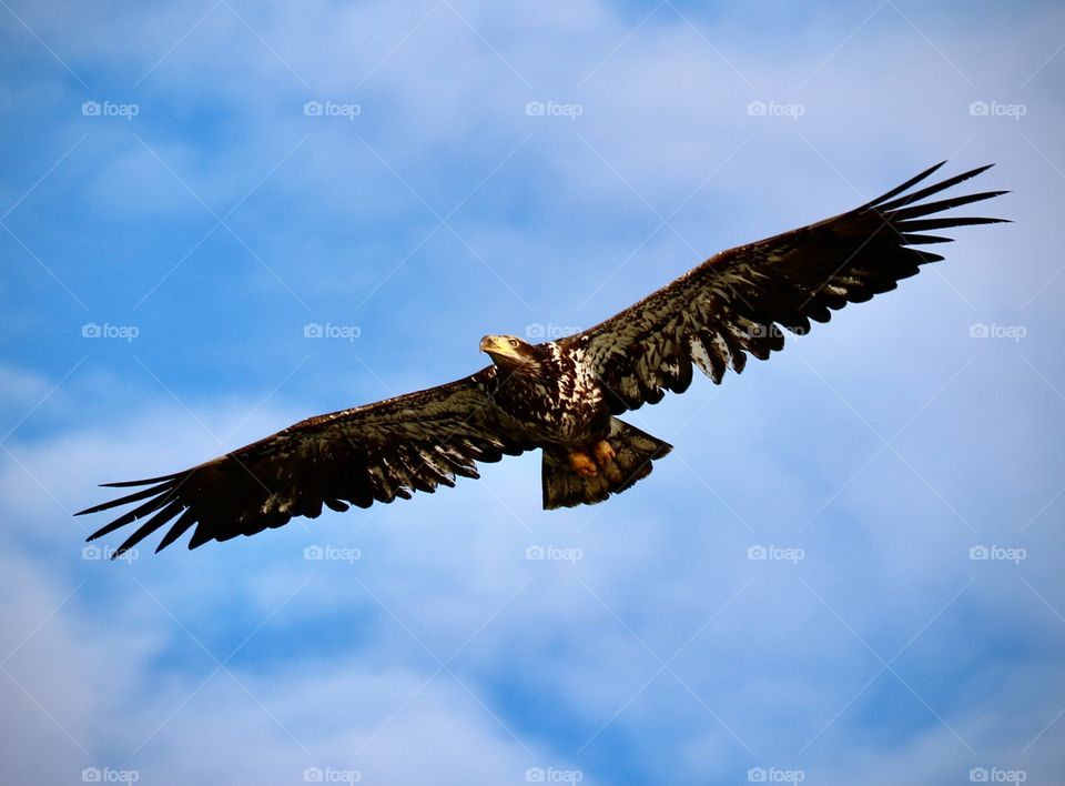 Juvenile bald eagle soars overhead in a beautiful blue sky filled with soft white clouds