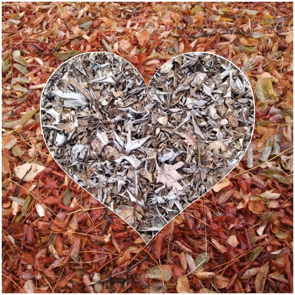 Dry, Leaf, Desktop, Batch, Nature